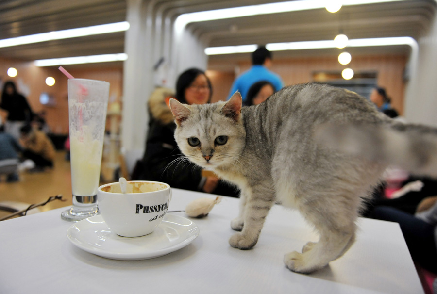 Un chat dans un café sur le thème du chat, à Nanjing, le 8 janvier 2013. [Photo Yu Ping / Asianewsphoto]