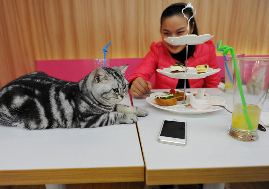 Une femme partage de la nourriture avec un chat, le 8 janvier 2013. [Photo Yu Ping / Asianewsphoto]