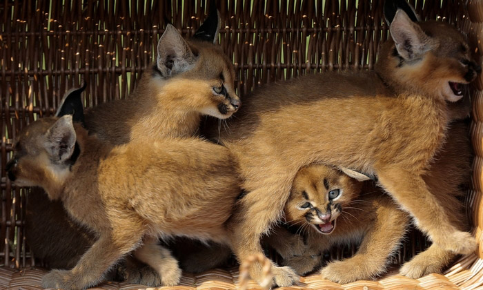 Des bébés animaux trop mignons (10)