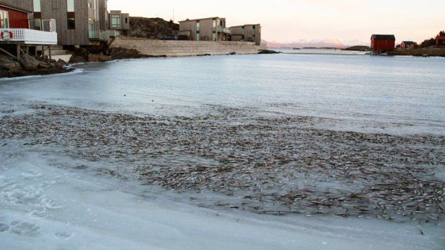 Un banc de poissons gelés dans la mer en Norvège à cause d'un vent d'hiver glaçant  (4)
