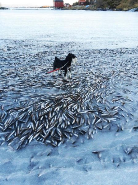 Un banc de poissons gelés dans la mer en Norvège à cause d'un vent d'hiver glaçant  (2)