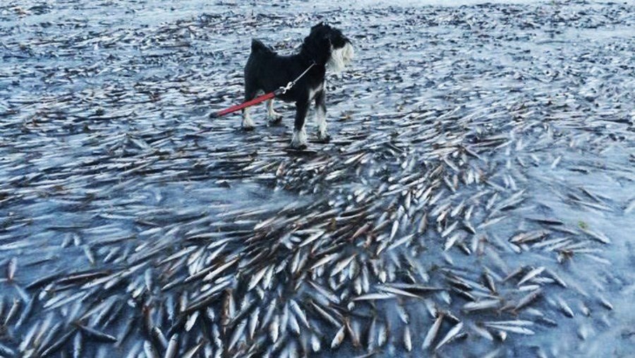 Un banc de poissons gelés dans la mer en Norvège à cause d'un vent d'hiver glaçant 