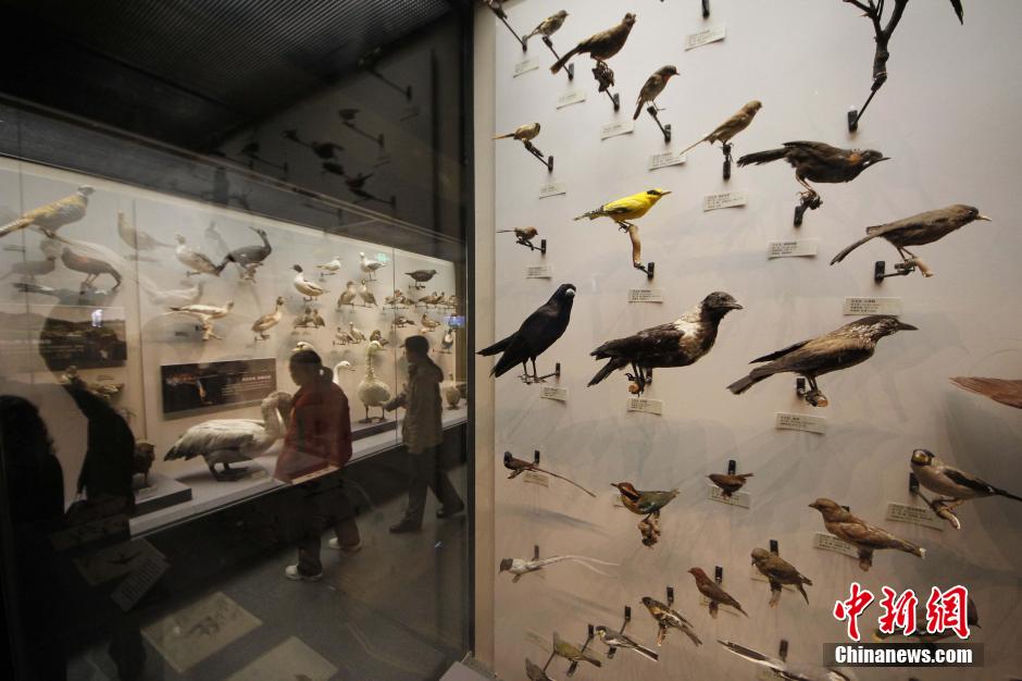 Ouverture du nouveau musée de la nature de Tianjin (4)