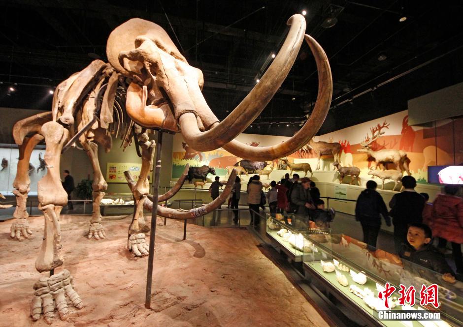 Ouverture du nouveau musée de la nature de Tianjin (5)