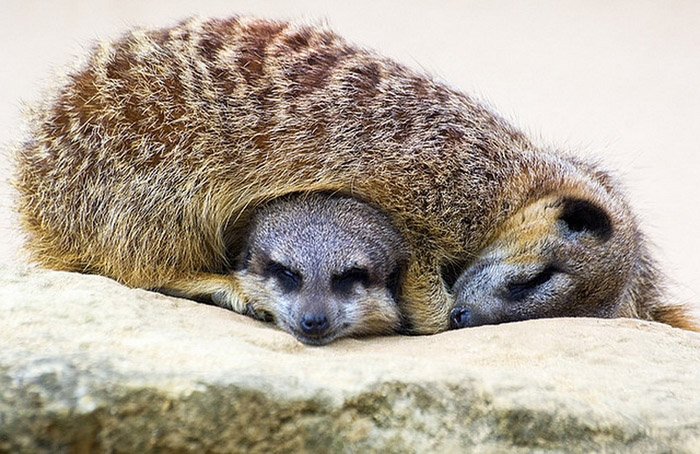 Photos: accolade des animaux (3)