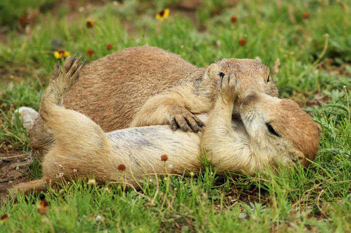 Photos: accolade des animaux (6)