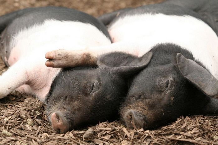 Photos: accolade des animaux (8)