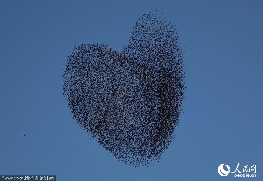 Israël : des oiseaux migratoires fêtent la Saint-Valentin (3)