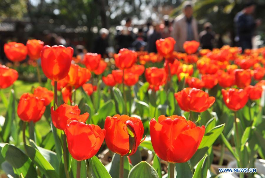 Photos: Des tulipes s'épanouissent à Kunming (2)