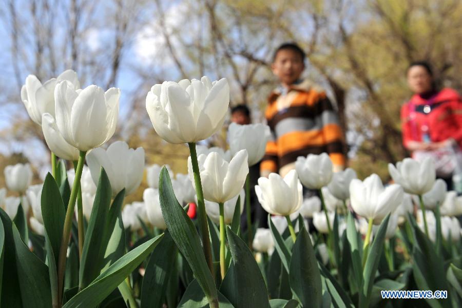 Photos: Des tulipes s'épanouissent à Kunming