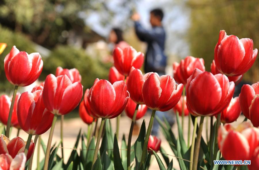 Photos: Des tulipes s'épanouissent à Kunming (6)