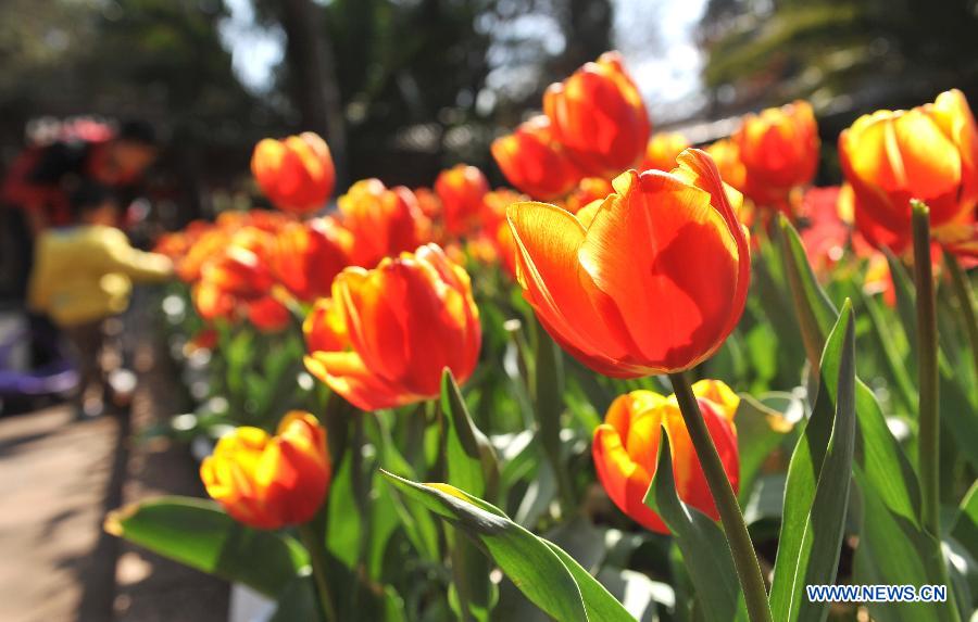 Photos: Des tulipes s'épanouissent à Kunming (3)