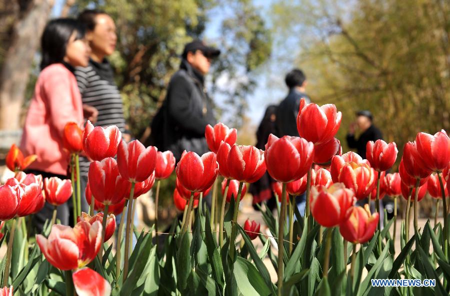 Photos: Des tulipes s'épanouissent à Kunming (4)