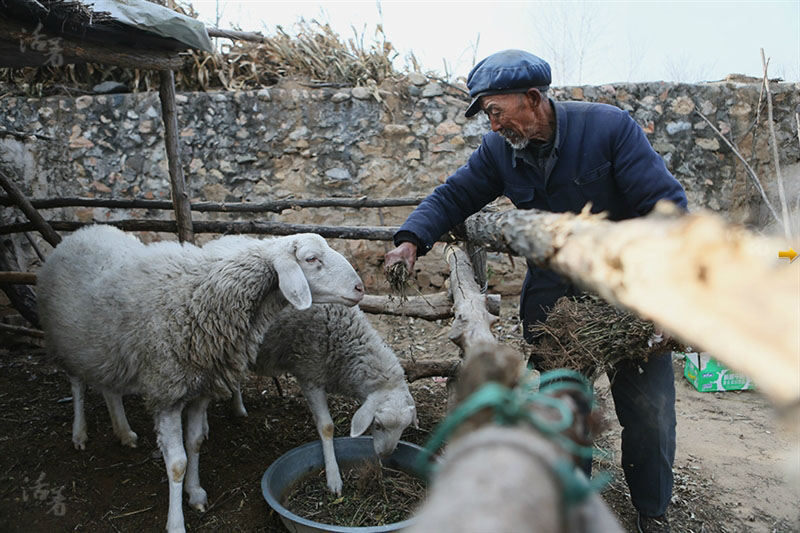 Zhang Yuyin, 89 ans, vit seul avec son neveu. Ne pouvant plus travailler aussi dur qu'avant, ile se cantonne désormais à nourrir et garder les chèvres, et arracher les mauvaises herbes. [Photo/qq.com]
