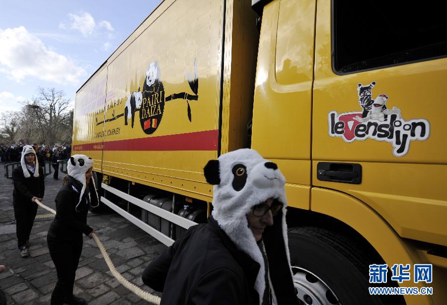 Les pandas reçus comme des rockstars en Belgique (3)