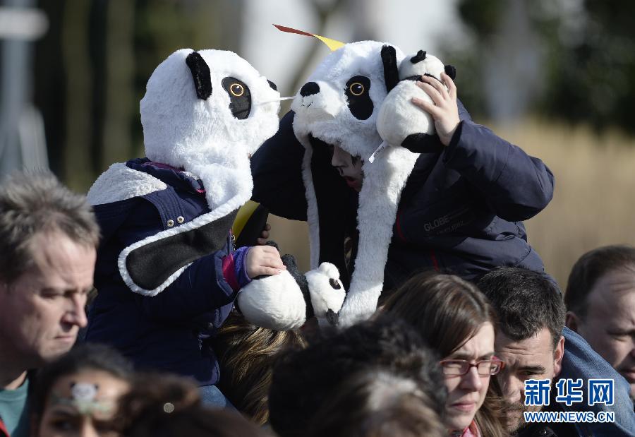 Les pandas reçus comme des rockstars en Belgique (10)