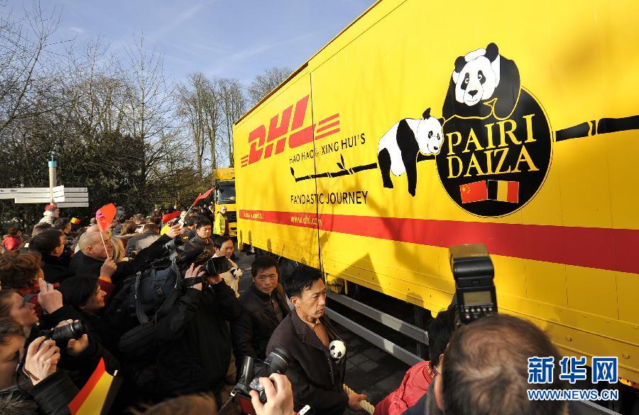 Les pandas reçus comme des rockstars en Belgique (2)