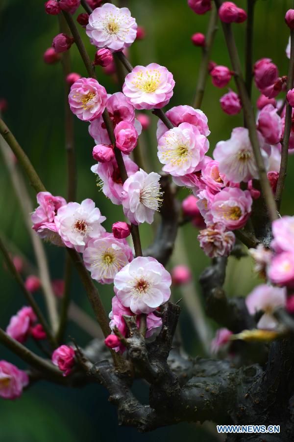Des fleurs de prunier s'épanouissent à Nanjing (3)