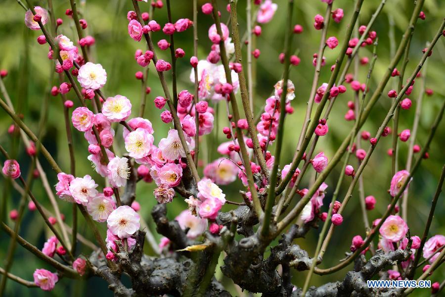 Des fleurs de prunier s'épanouissent à Nanjing