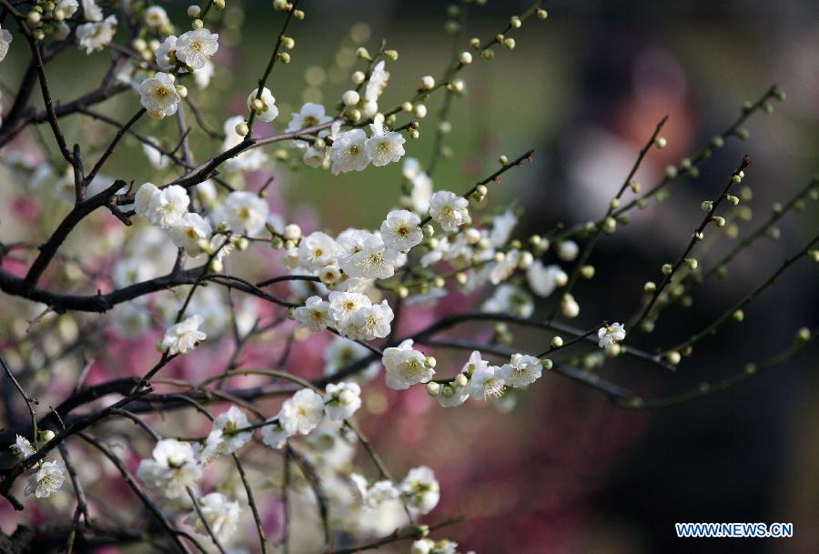 Photos: Des fleurs de prunier s'épanouissent à Nanjing