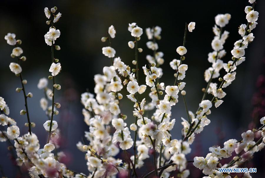 Photos: Des fleurs de prunier s'épanouissent à Nanjing (4)