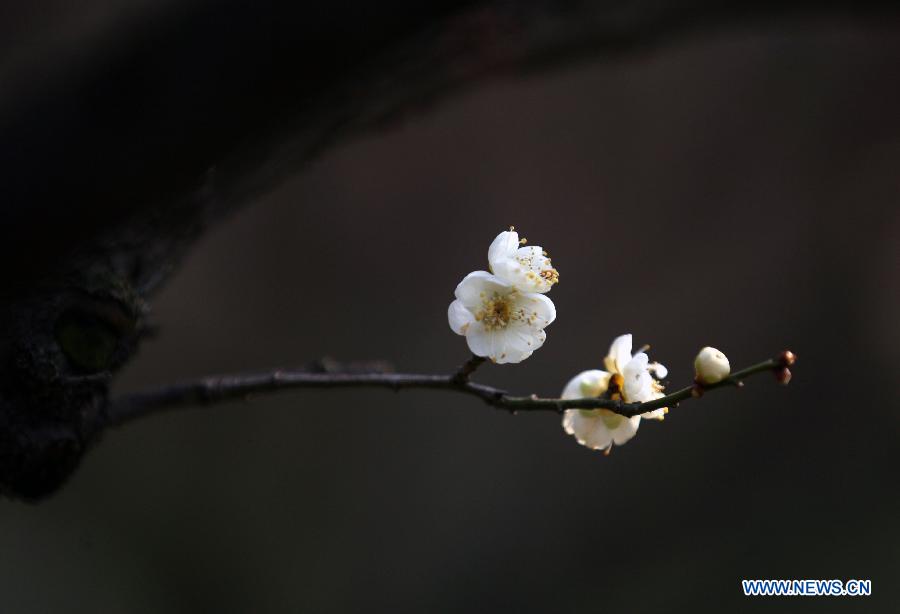 Photos: Des fleurs de prunier s'épanouissent à Nanjing (5)