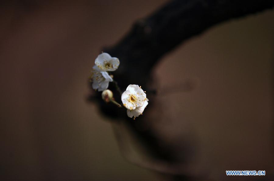 Photos: Des fleurs de prunier s'épanouissent à Nanjing (3)