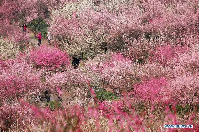 Photos: Des fleurs de prunier s'épanouissent à Nanjing (2)