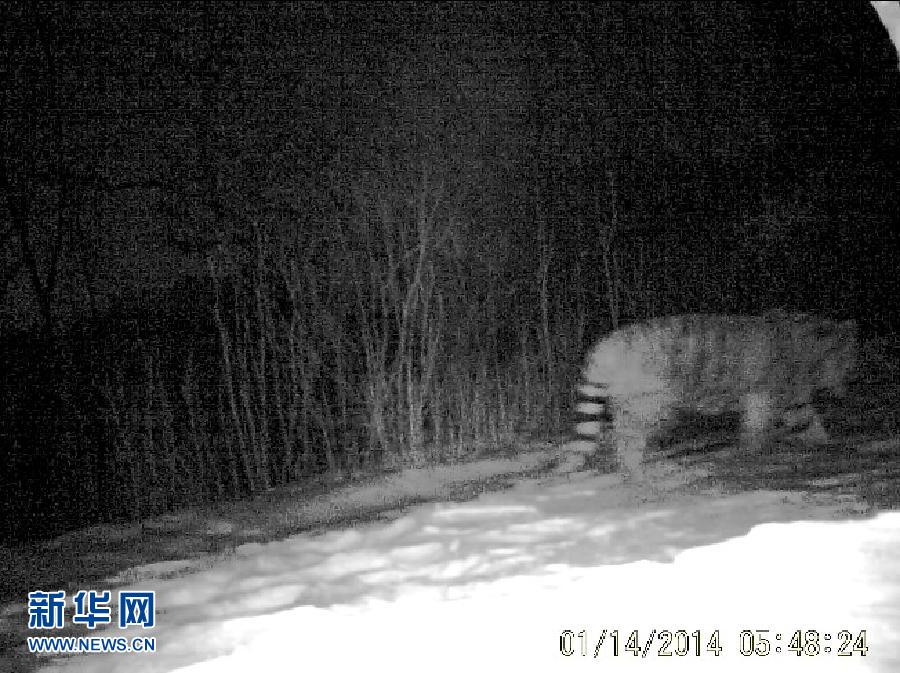 De nouvelles images prouvent la présence de tigres de Sibérie (3)