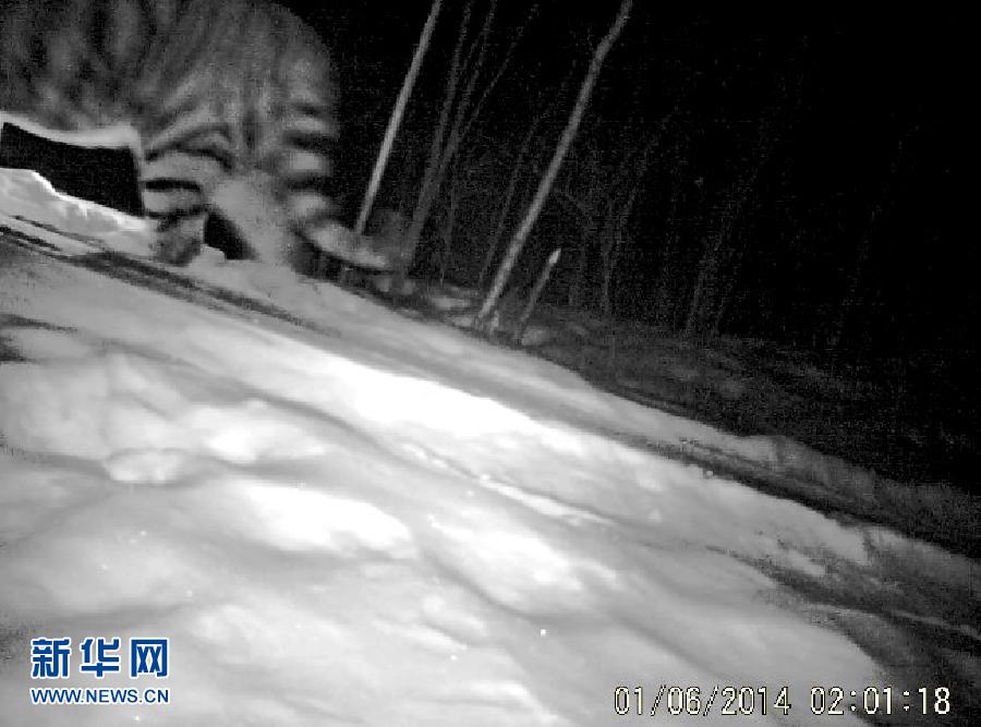 De nouvelles images prouvent la présence de tigres de Sibérie (2)