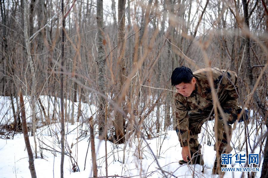 De nouvelles images prouvent la présence de tigres de Sibérie (5)