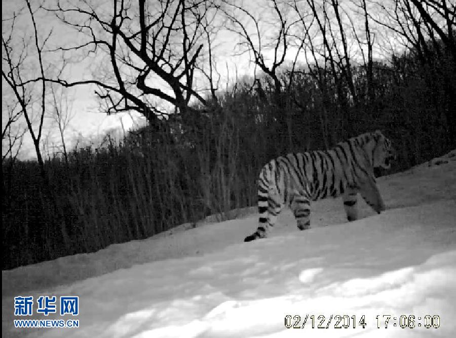 De nouvelles images prouvent la présence de tigres de Sibérie