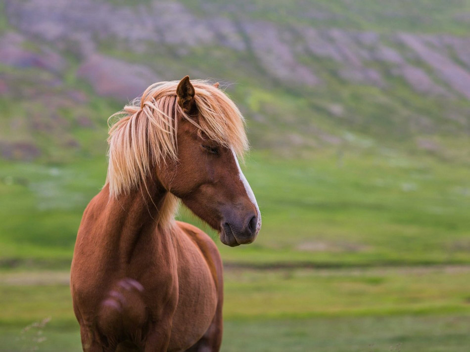 Découvrez les paysages magnifiques de l'Islande (5)