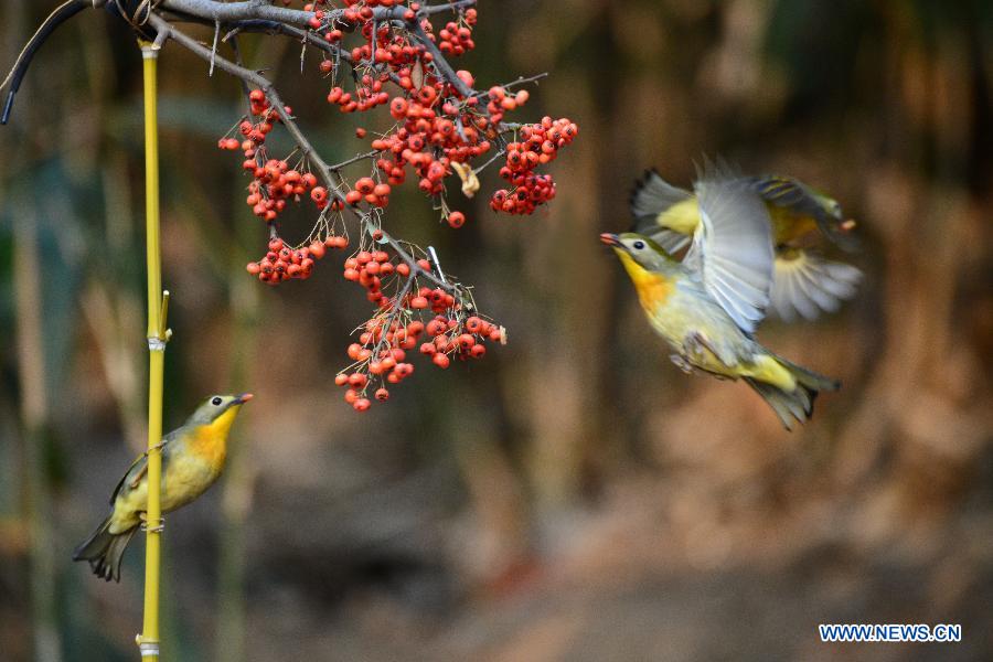 Chine: d'adorables oiseaux à Qingdao (2)