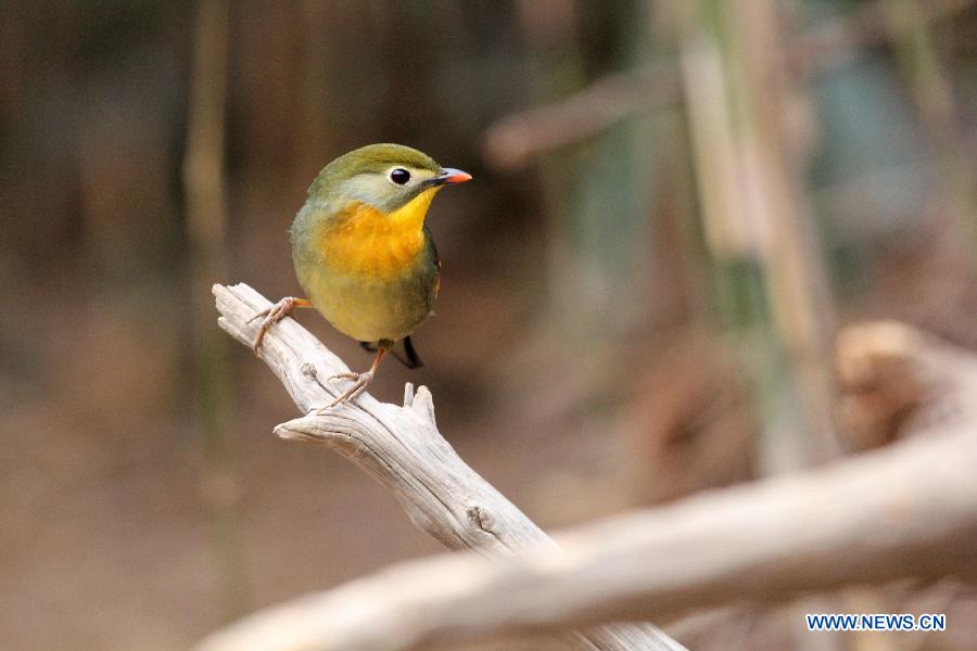 Chine: d'adorables oiseaux à Qingdao