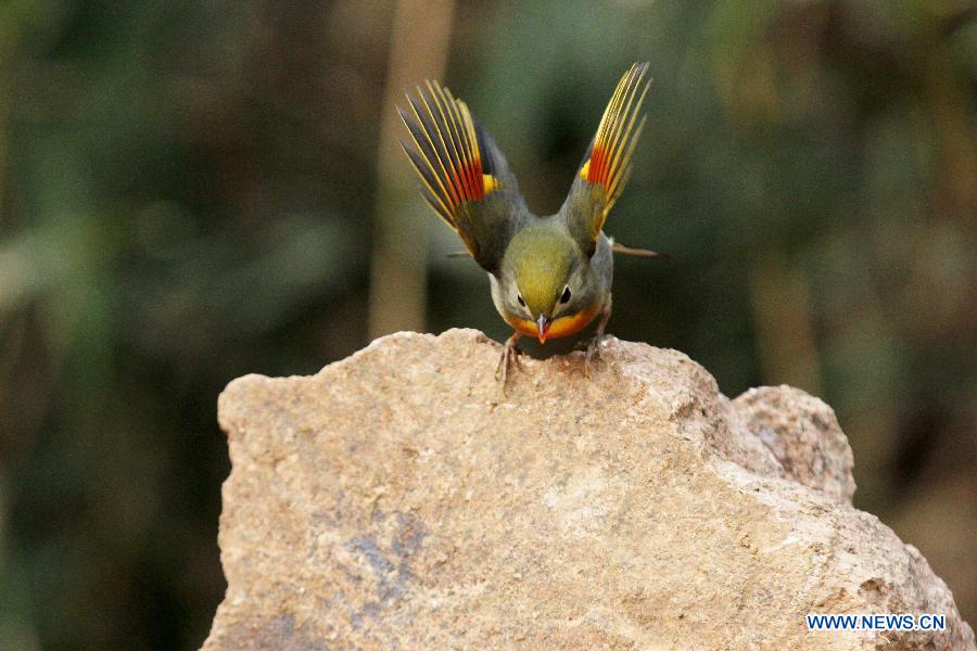 Chine: d'adorables oiseaux à Qingdao (4)