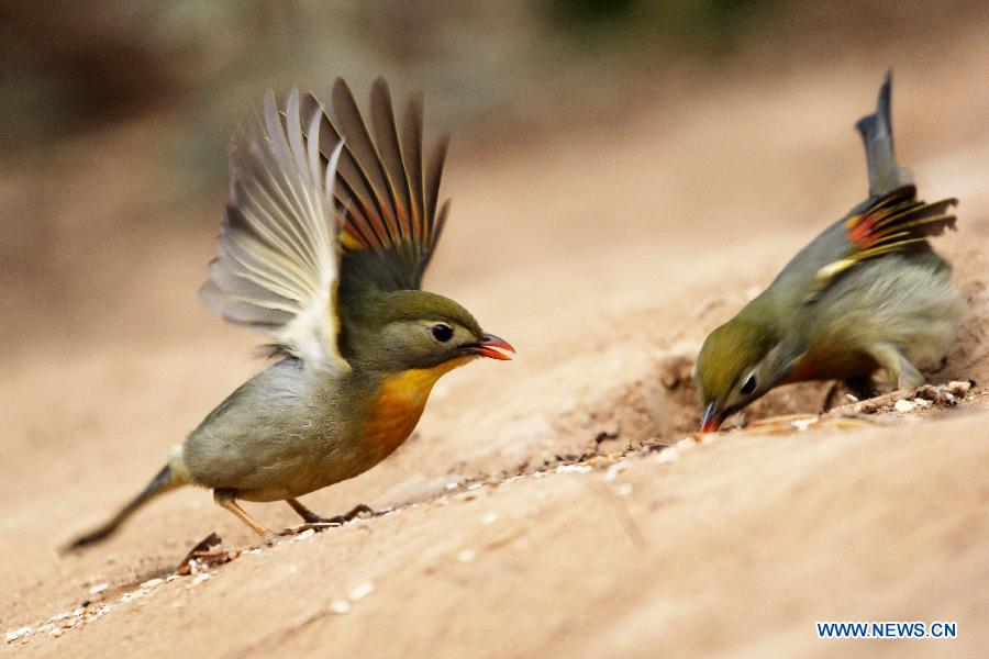 Chine: d'adorables oiseaux à Qingdao (3)