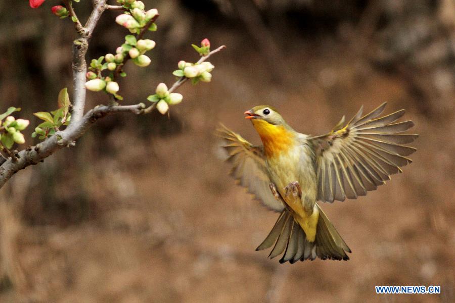 Chine: d'adorables oiseaux à Qingdao (6)