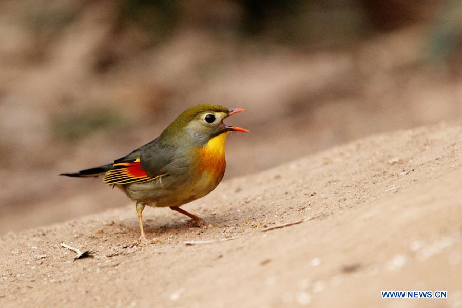 Chine: d'adorables oiseaux à Qingdao (7)