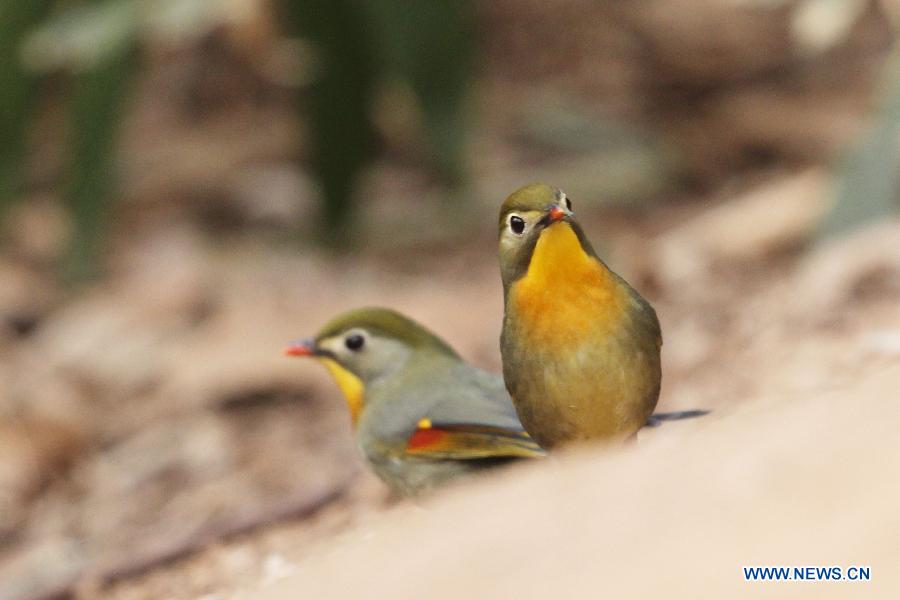 Chine: d'adorables oiseaux à Qingdao (5)