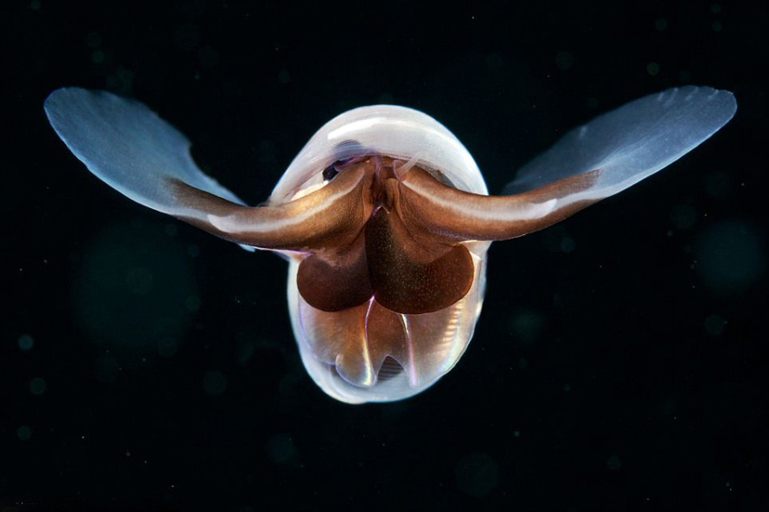 Le monde merveilleux sous-marin photographié par Alexander Semenov (15)