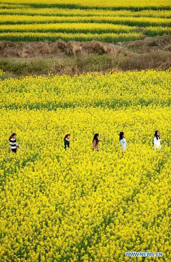 Chine: des fleurs de colza épanouies à Nanchang (6)
