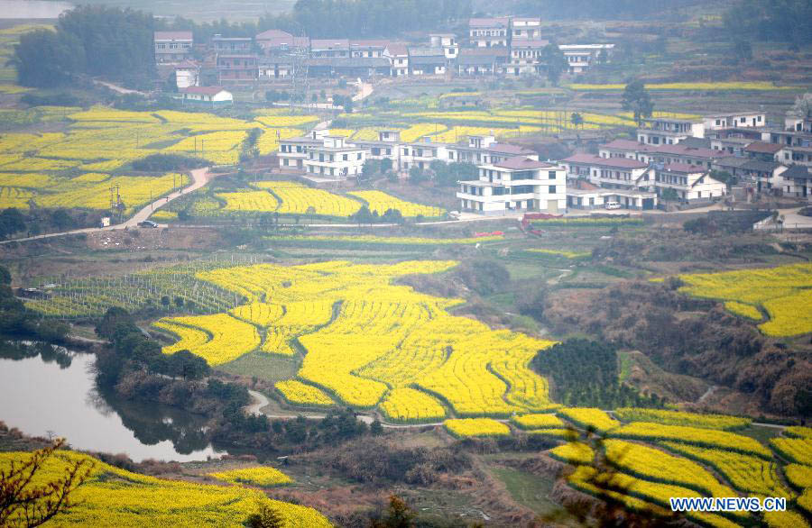 Chine: des fleurs de colza épanouies à Nanchang