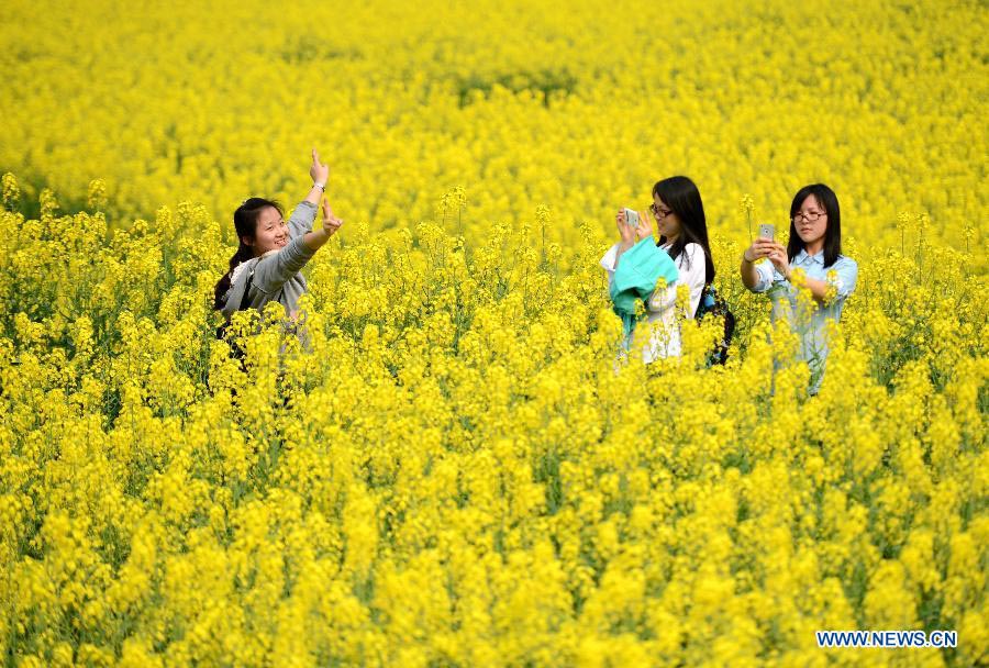 Chine: des fleurs de colza épanouies à Nanchang (7)