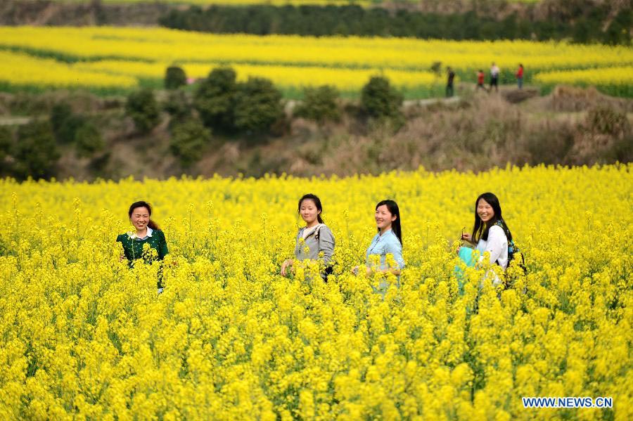 Chine: des fleurs de colza épanouies à Nanchang (4)