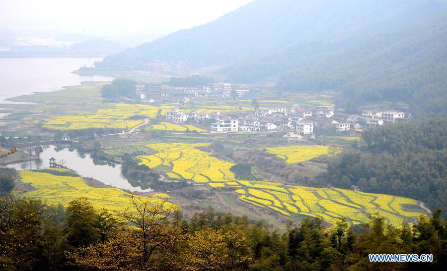 Chine: des fleurs de colza épanouies à Nanchang (3)