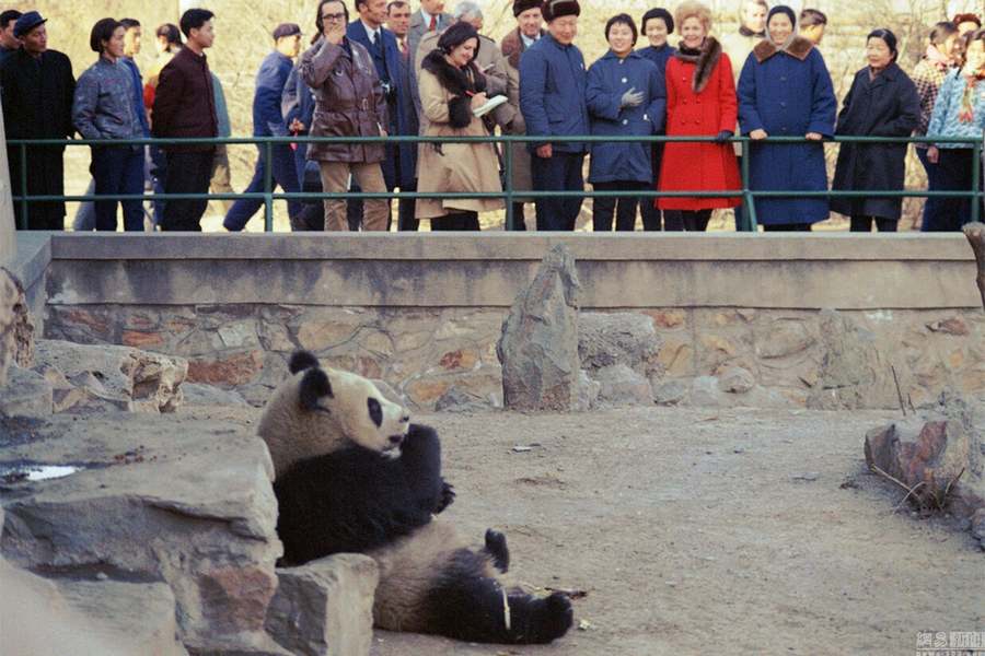 Lors de sa visite en Chine en 1972, le président américain d'alors Richard Nixon visite, en compagnie de son épouse, un zoo où habitent des pandas géants.