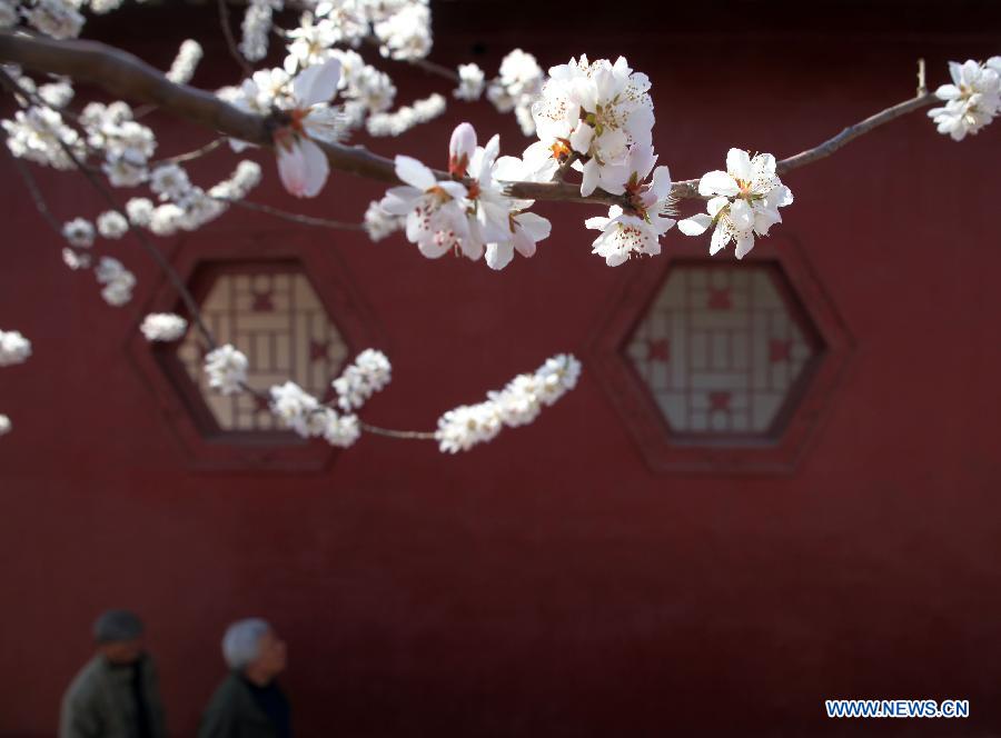 Chine: des fleurs de pêcher épanouies à Tianjin (4)