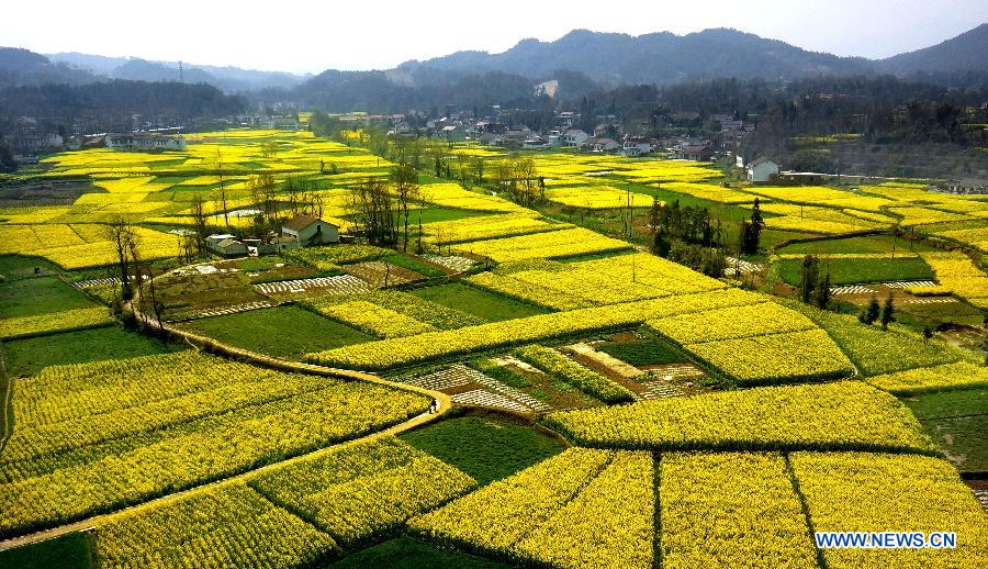 Chine: des fleurs de colza épanouies à Hanzhong (2)