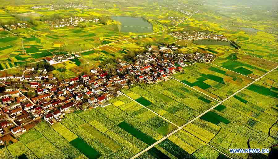 Chine: des fleurs de colza épanouies à Hanzhong